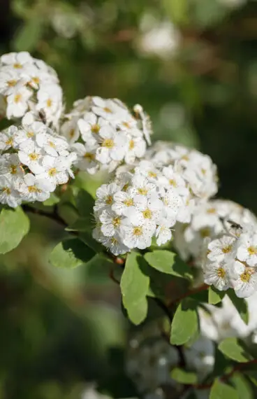 Bukettspirea