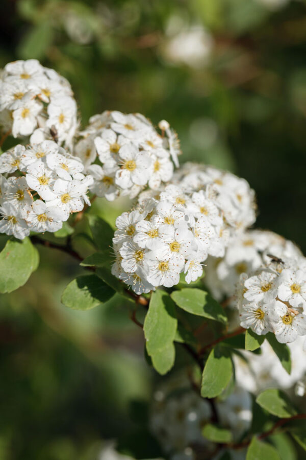 Bukettspirea
