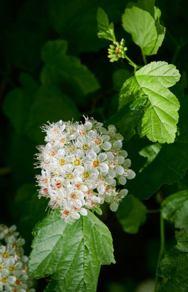 Björkspirea