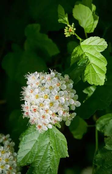 Björkspirea