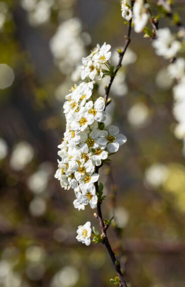 Norskspirea