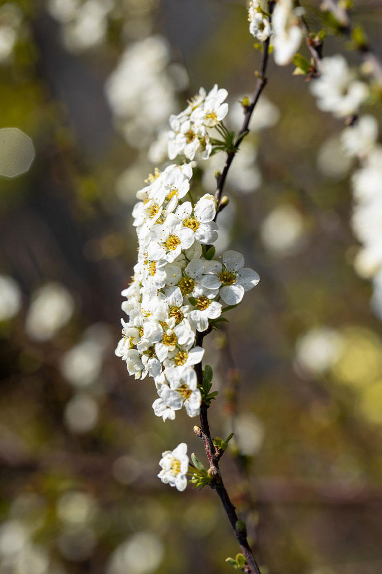 Norskspirea