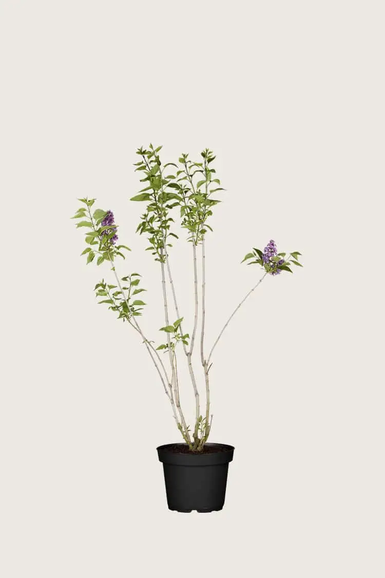 Mörklila Syren Kruka Grenad | Plantinavia