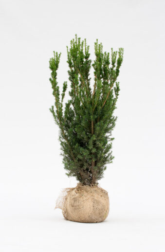 Hybrididegran Hillii