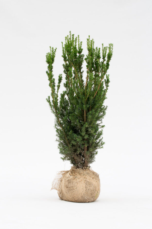 Hybrididegran Hillii