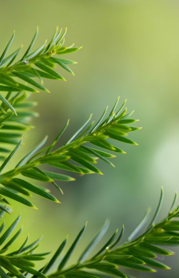 Idegran Taxus Baccata