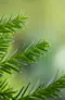 Idegran Taxus Baccata