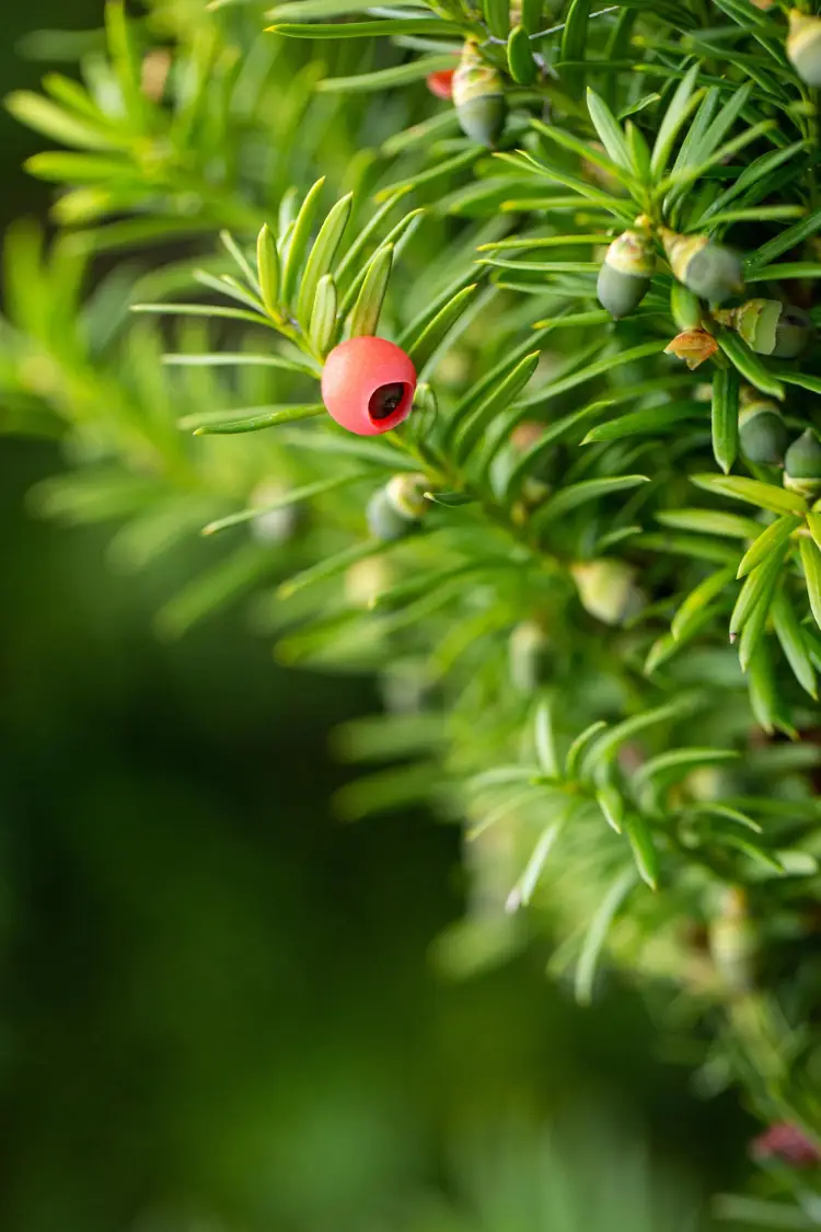Hybrididegran Hicksii