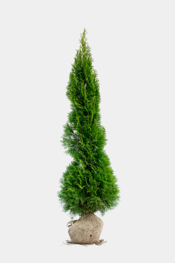 Thuja Smaragd