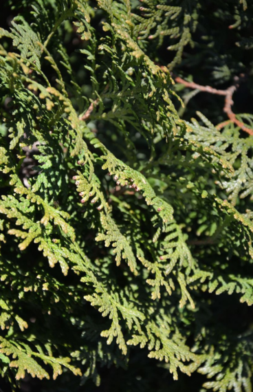 Thuja Holmstrup