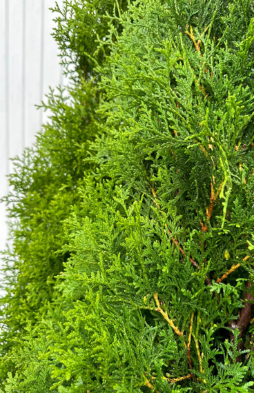 Thuja King of Brabant
