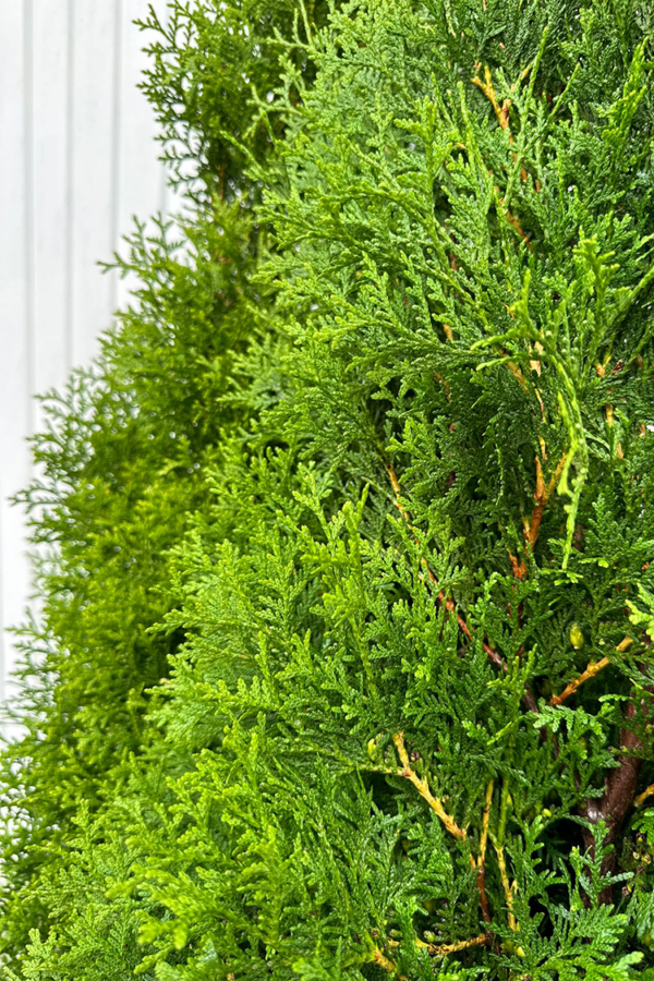 Thuja King of Brabant