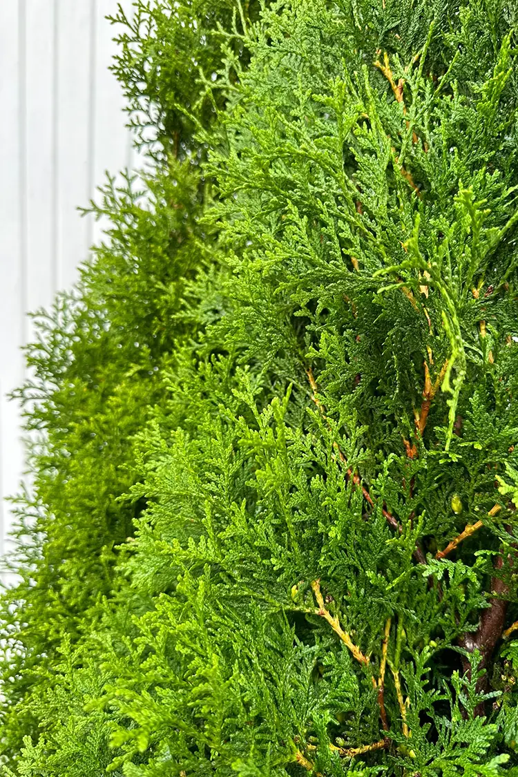 Thuja King of Brabant