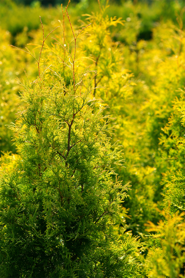 Thuja Yellow Ribbon