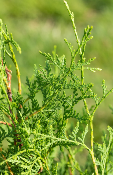 Thuja Brabant