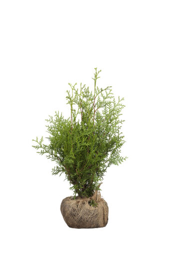 Thuja Brabant Rotklump Outlet 40cm