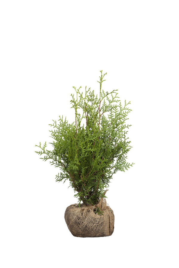 Thuja Brabant Rotklump Outlet 40cm