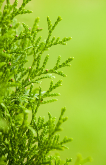 Thuja Smaragd