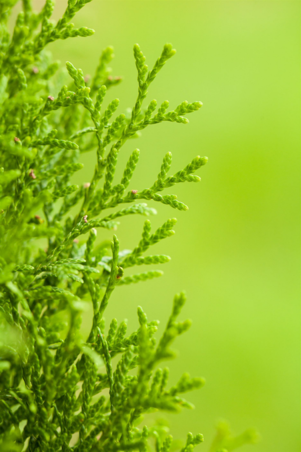 Thuja Smaragd