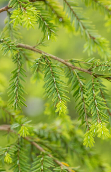 Hemlock