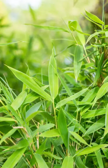 Bergbambu Jumbo