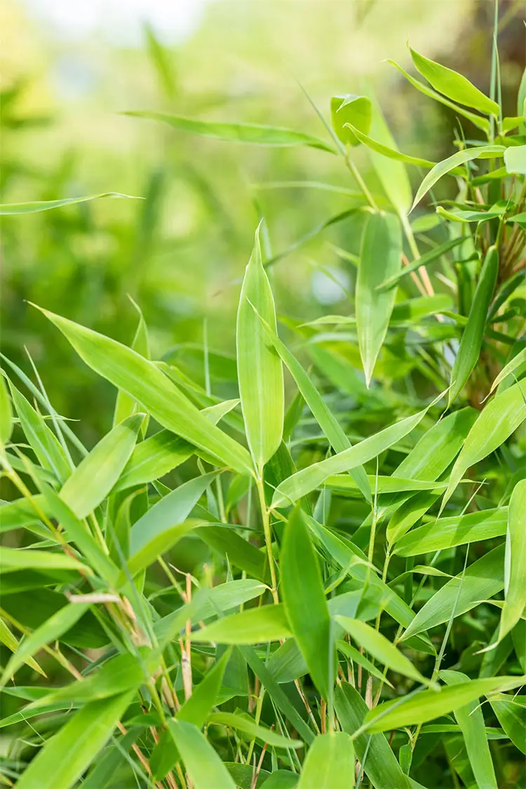 Bergbambu Jumbo