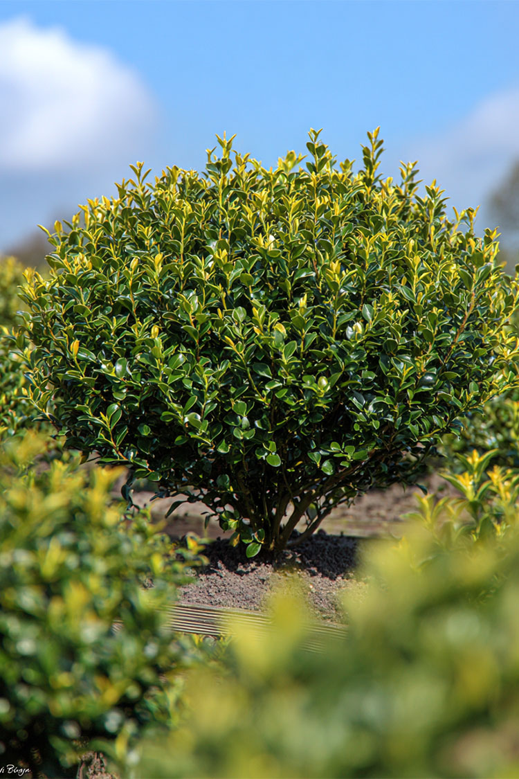 Japansk-Järnek-'Blondie'-Färdig-häck-Välgrenad