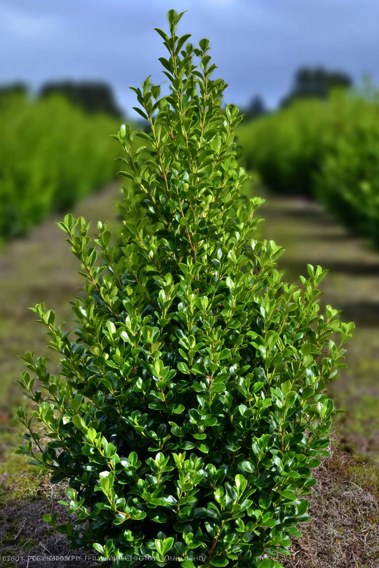 Japansk-Järnek-'Caroline-Upright'-Färdig-häck-Välgrenad