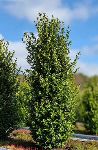 Japansk-Järnek-'Green-Hedge'-Färdig-häck-Välgrenad