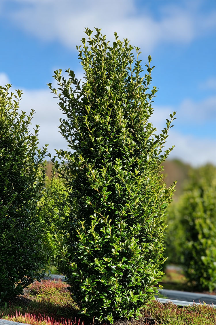 Japansk-Järnek-'Green-Hedge'-Färdig-häck-Välgrenad