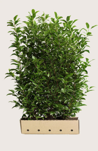 Lagerhägg-Caucasica-Färdig-häck-Välgrenad