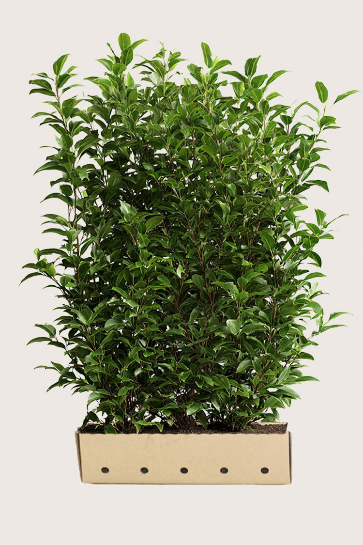 Lagerhägg-Caucasica-Färdig-häck-Välgrenad