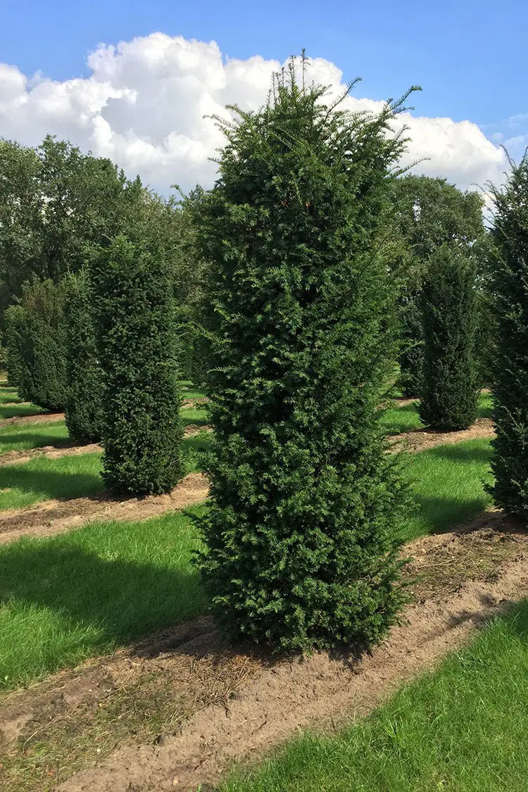 Idegran Taxus Baccata