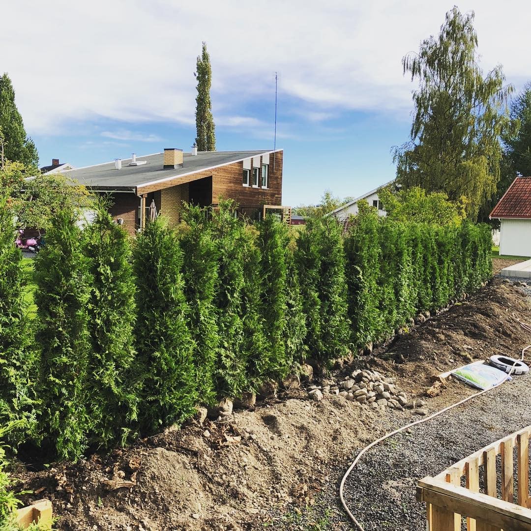 Nyplanterad Thuja-häck