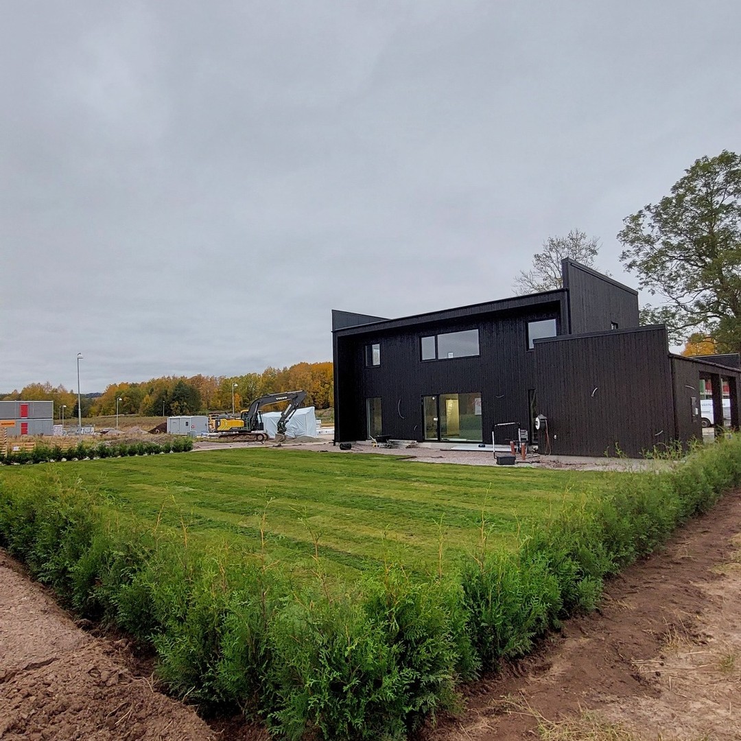 Thuja Brabant rotklump – nyplanterad