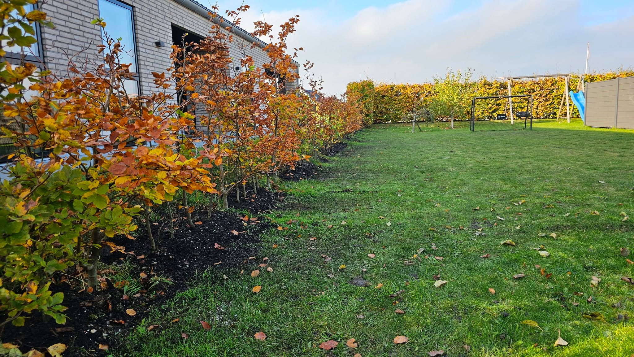 Ny bokhäck med höstfärger – levererad från Plantinavia