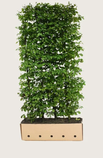 Avenbok-Färdig-häck-Välgrenad-200cm.webp