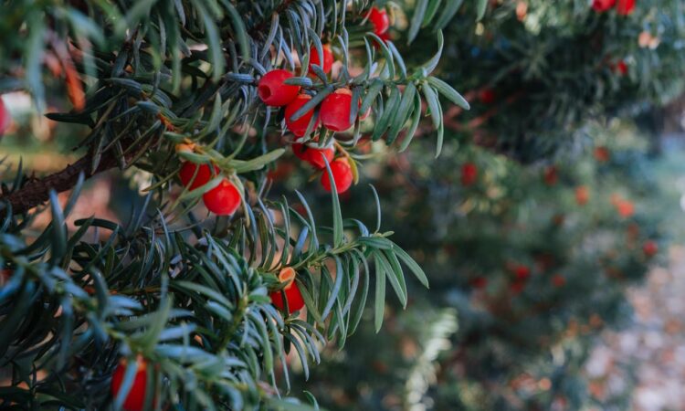 Närbild av en idegrans barr