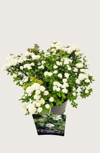 Björkspirea-Kruka-Grenad-20cm.webp