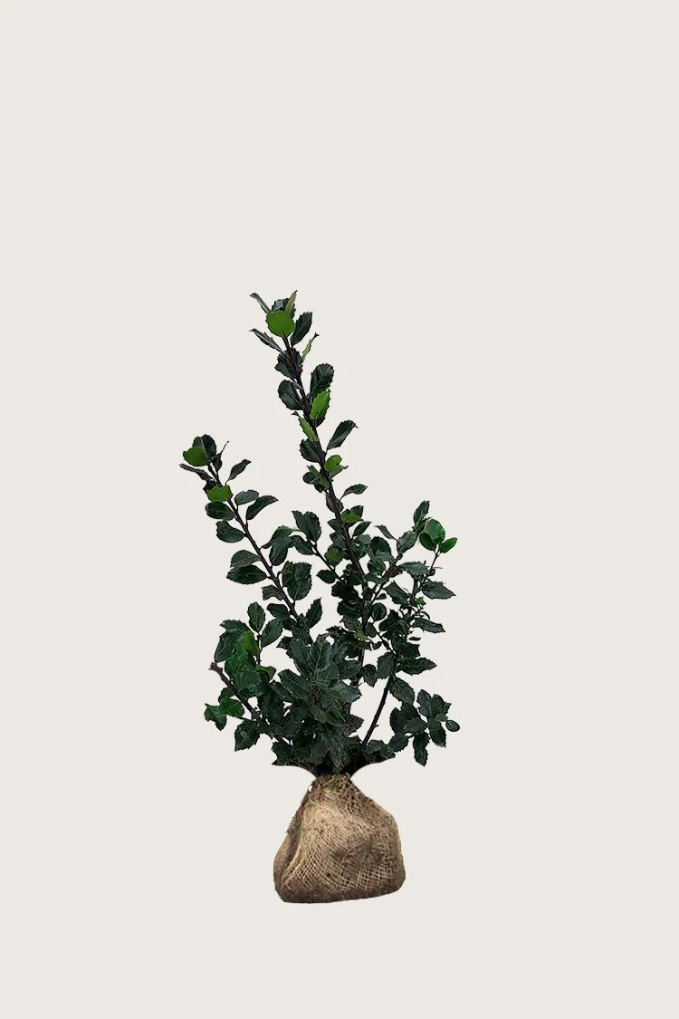 Selected Product