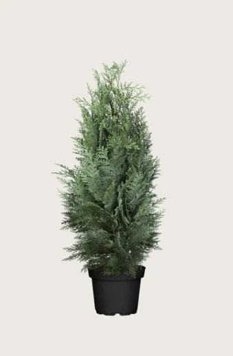 Blå-ädelcypress-Kruka-Grenad-150cm.webp