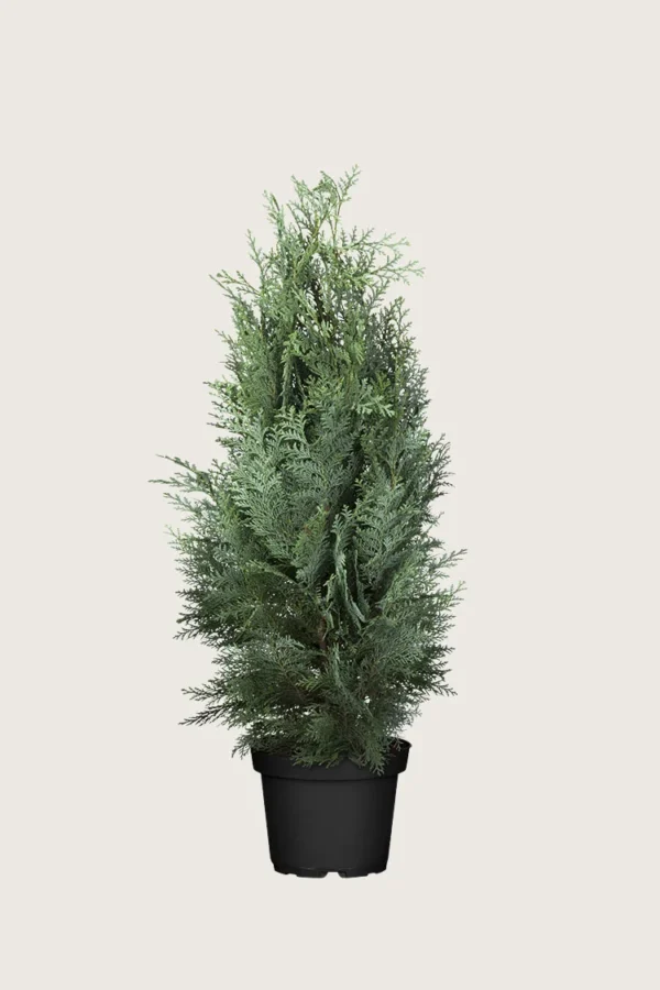 Blå-ädelcypress-Kruka-Grenad-150cm.webp