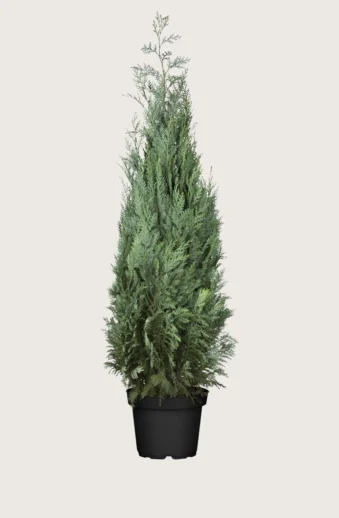 Blå-ädelcypress-Kruka-Grenad-250cm.webp