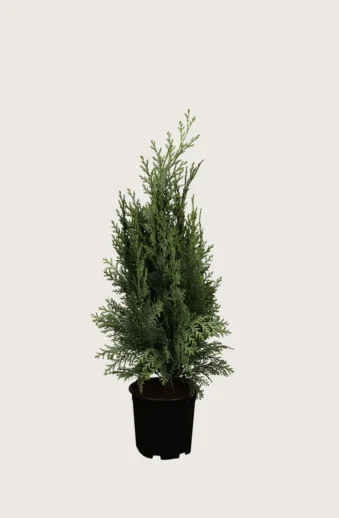 Blå-ädelcypress-Kruka-Grenad-80cm.webp