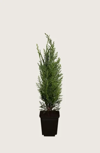 Blå-ädelcypress-Kruka-Outlet-40cm.webp