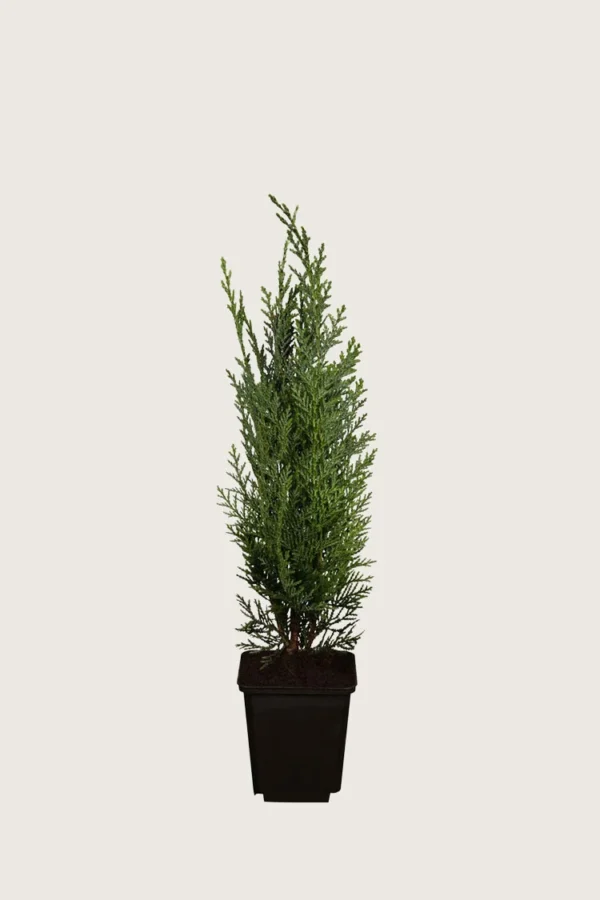 Blå-ädelcypress-Kruka-Outlet-40cm.webp