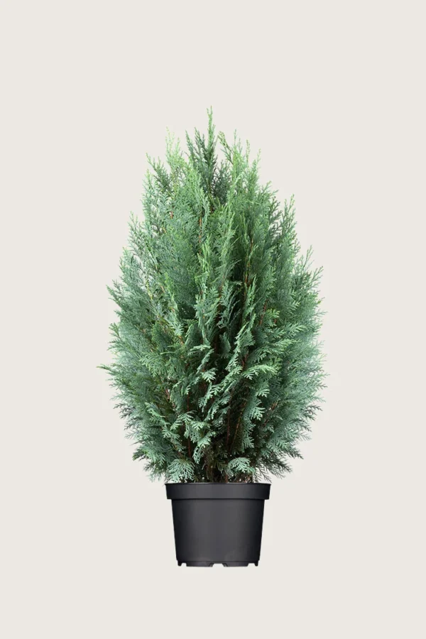 Blå-ädelcypress-Kruka-Välgrenad-125cm.webp
