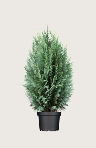 Blå-ädelcypress-Kruka-Välgrenad-175cm.webp