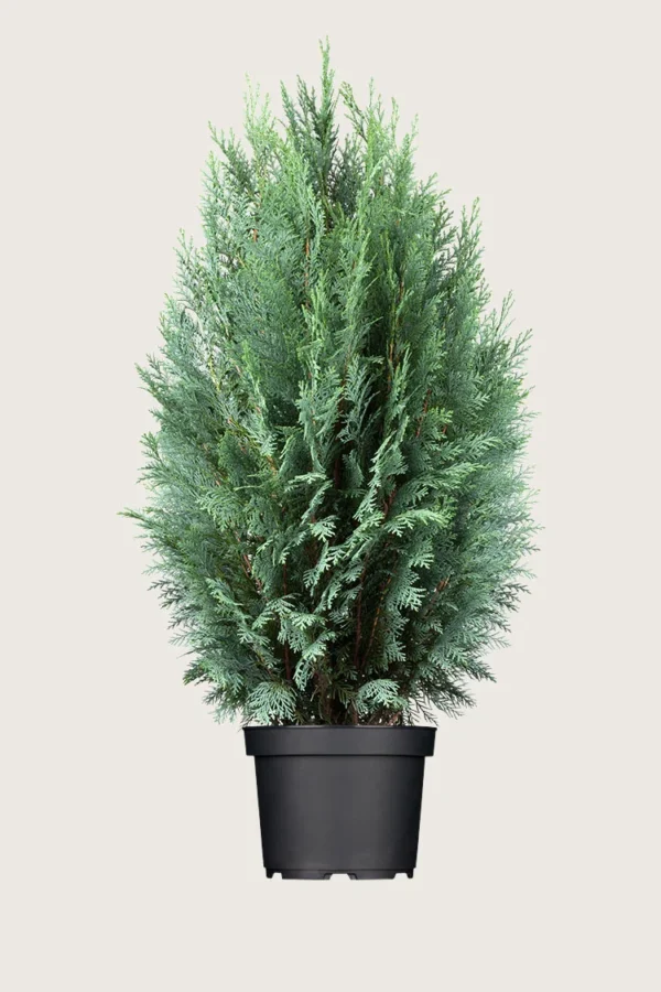 Blå-ädelcypress-Kruka-Välgrenad-225cm.webp