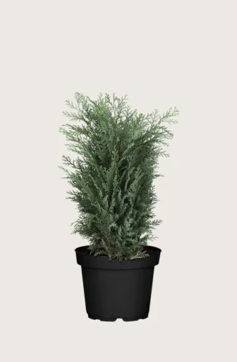 Blå-ädelcypress-Kruka-Välgrenad-60cm.webp